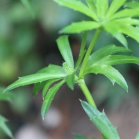 Eryngium foetidum L.